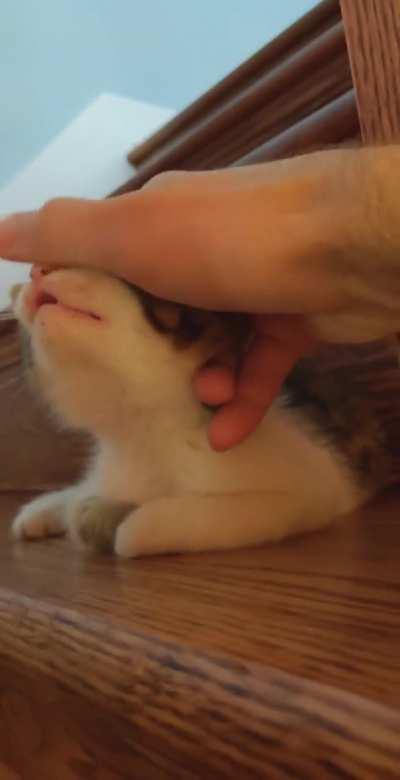 Smol boi big pleasure