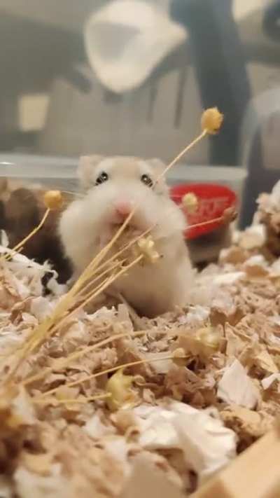 Flax is life 👁️👄👁️