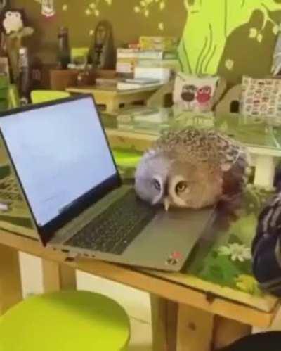 This owl knows how to dergie