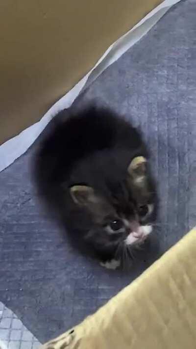 Can you just pick me up and love me forever