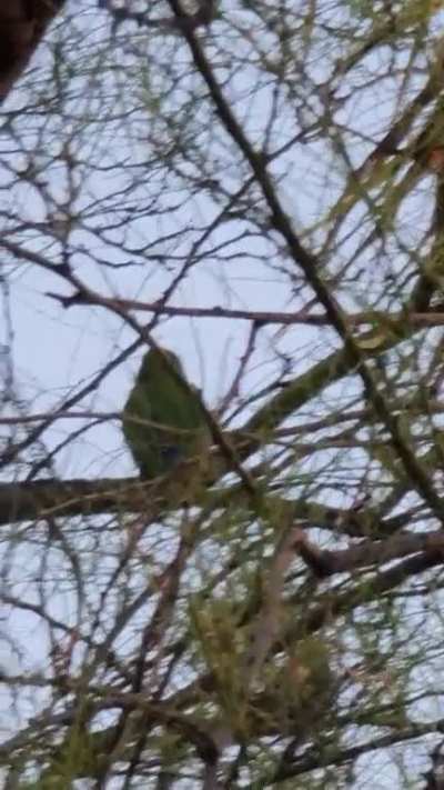 Very Chatty Feral Love Bird 🥰