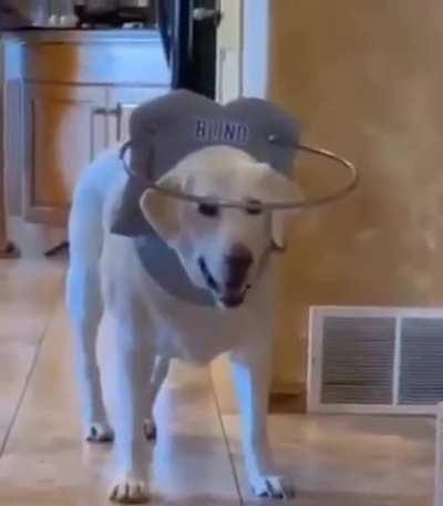 Blind doggo