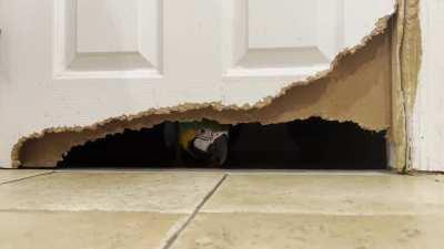 My macaw made a parrot door free of charge