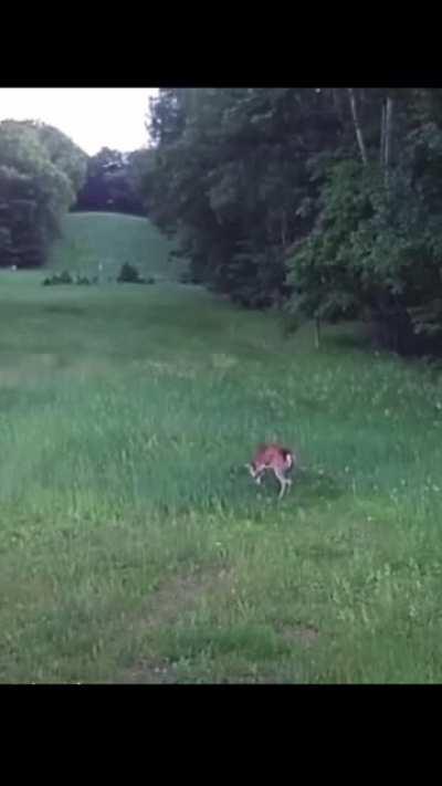 Deer destroys a hawk to save a rabbit