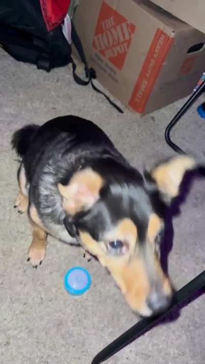 Custom button for my dog!!