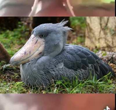 21st Century Shoebill
