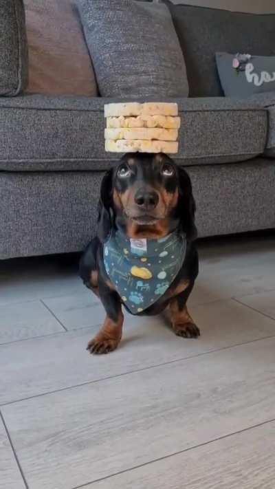 The dachshund showed an incredible sense of balance.