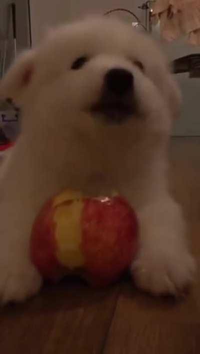 Samoyed eating apple [Sound ON]
