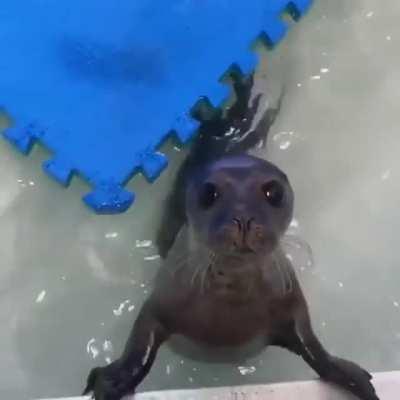 seal wants to play