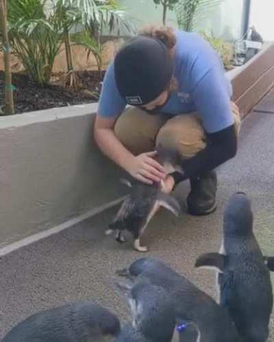 🔥 A cute little penguin runs into the arms.