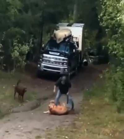 Man rescuing his dog from attacking Mountain Lion