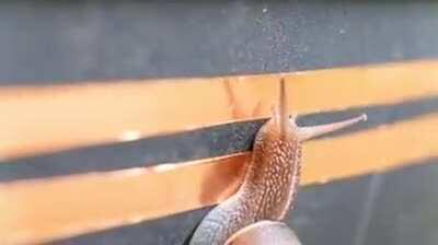 Electric snail fence! (Not 100% this belongs here)