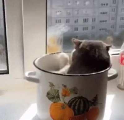 Boiling a cat