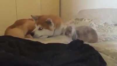 Bunnies flop over when they feel completely safe