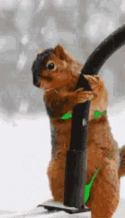 TREE DWELLING SHAMELESS, SCANDALOUS, SLUTTY SINGLE MOTHER SQUIRREL🐿️ STRUMPET, SHAKING SEDUCTIVELY SEXY FOR SUNFLOWER🌻SEEDS AND SUNDRY ASSORTED NUTS🥜🌰🔩. THERE IS SEX IN THE CHAMPAGNE🍾 ROOM AT 