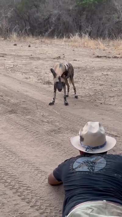 🔥 Up close and personal with a typically inquisitive African wild dog, aka painted dog
