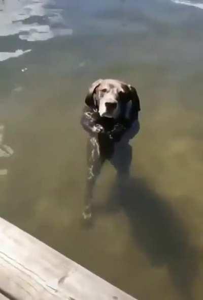 Enjoys the bath while standing.