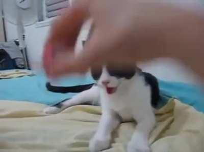 This cat with the mannerisms of a dog.