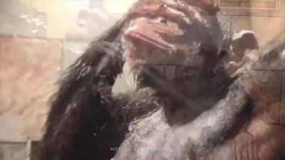 cold monkeys share a shower
