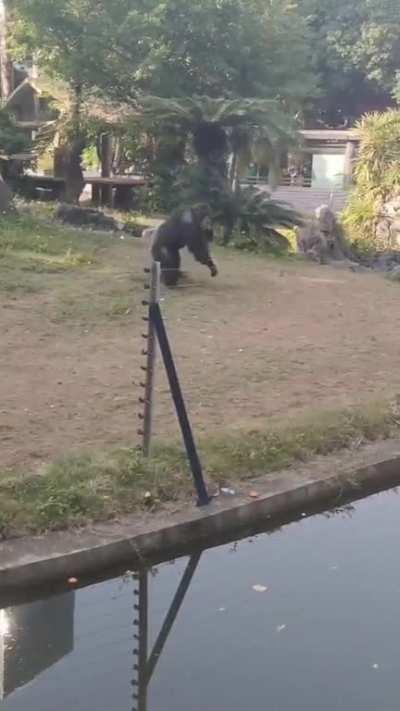 Pepsi fans be like..