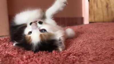 Mustachioed foster kitten BOOP.