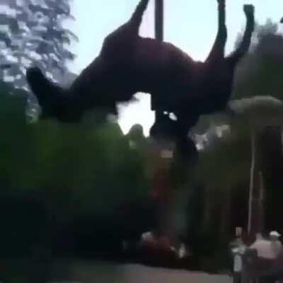 Horse Horse Horse Horse Horse Horse Horse Horse Horse Horse Horse Horse Horse Horse Horse Horse Horse Horse Horse Horse Horse Horse Horsen't Horse Horse Horse Horse Horse Horse Horse Horse Horse Horse Horse Horsen't Horse Horse Horse Horse Horse Horse Hor