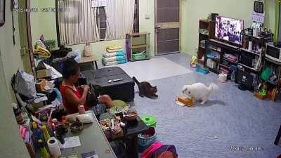 A very startled cotton ball