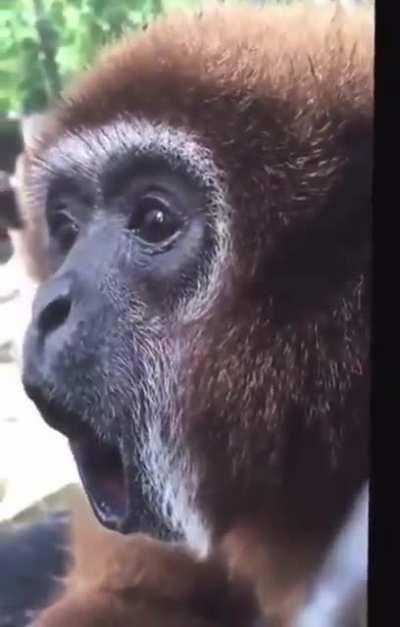 mOnKeY sPiNs iNtO aNoTheR uNiVeRsE