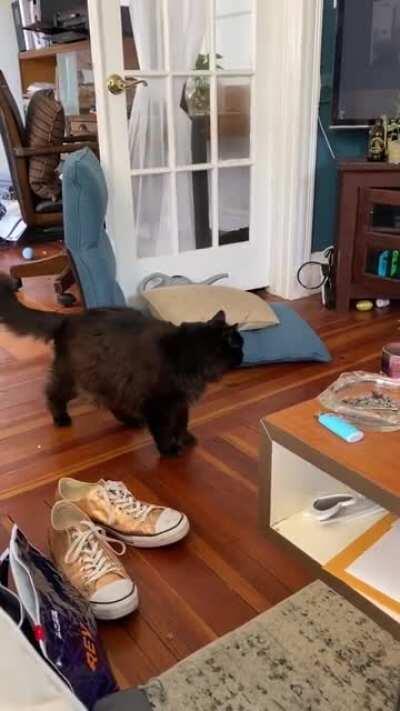 My ol' Maine coon cat gently letting me know the door is open