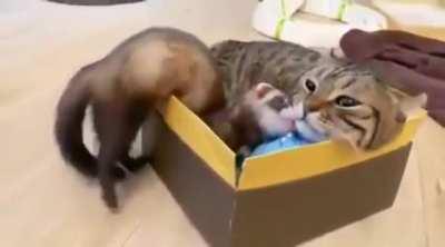 Seems like this belongs here. Bros in a Box!