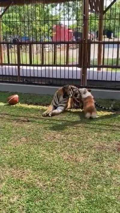 Весёлая игра...