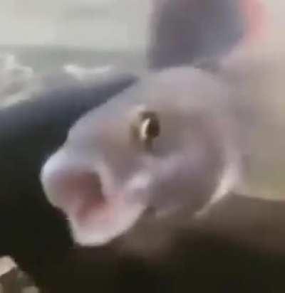 Se me bugeo el pez xD