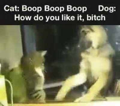 Doggo returns fire