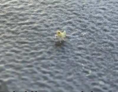 This little bug just vibing on the arm of a chair