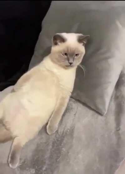 Existential crisis cat