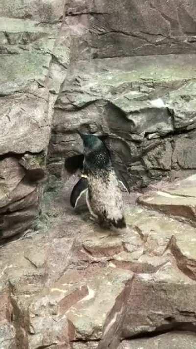 Just a penguin doing penguin things