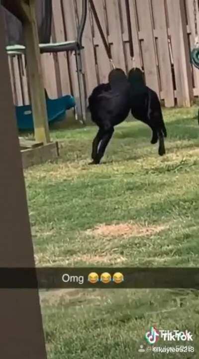 Doggo just wants to play