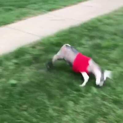 Everyone at Ruby Slipper Goat Rescue knows Mona totally meant to do that...