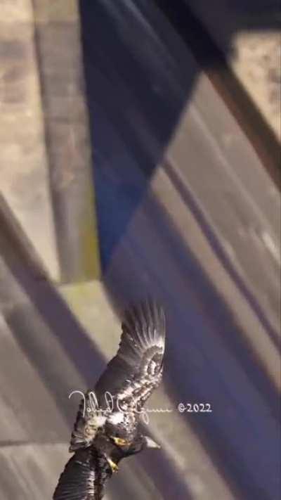 Fuck this bald eagle in particular