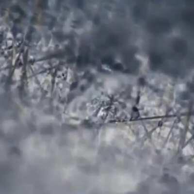 super zoom. pa upvote