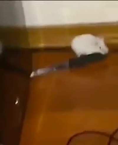 where are you kitty cat?