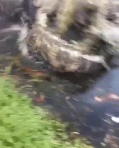 Ни рыба ни мясо