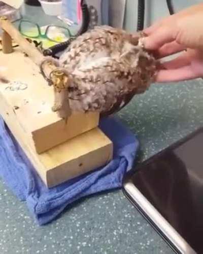 Trans girls getting head pats and scritches