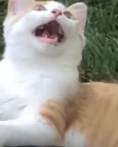 Haunted by greebles in the wild