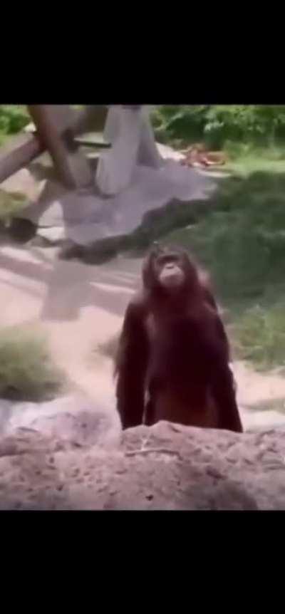 Entitled monkey doesn't get his way 😂