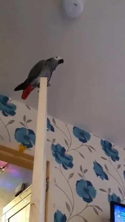 African Grey's alternative party involves an Uzi apparently