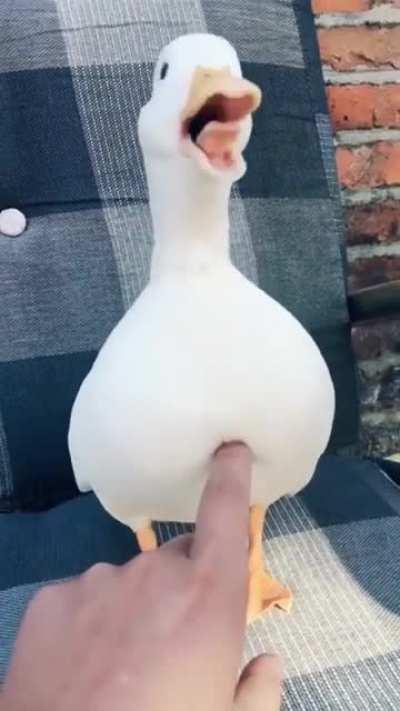 SicK FuCK IMpALES A DUCk wiTh HiS fInGER
