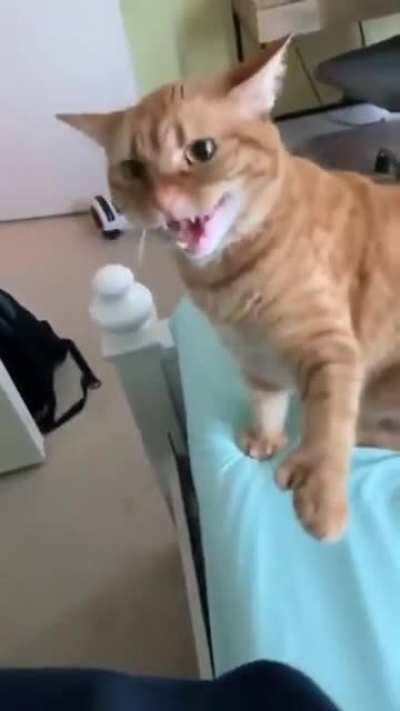 Hissing back at the cat - does this count?