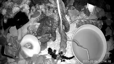 I had heard rumors about snakes farting before, but this was funnier than I ever could have expected