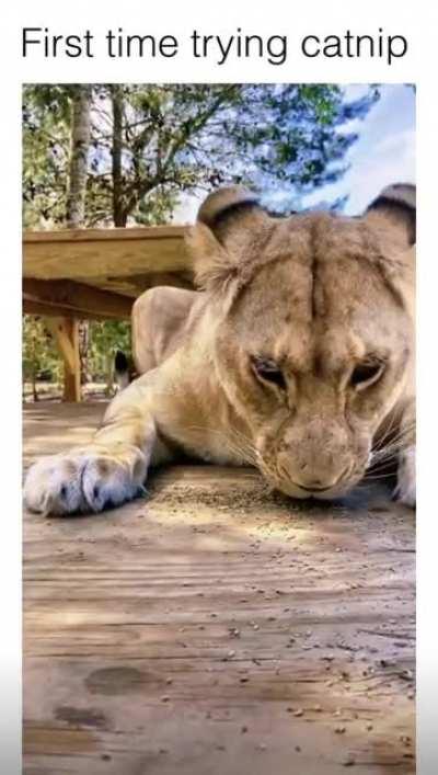 Catnip works on BIG BOIS too